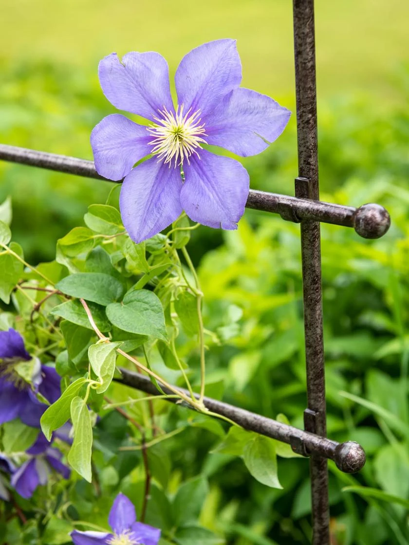Jardin Ladder Trellis - Image 2