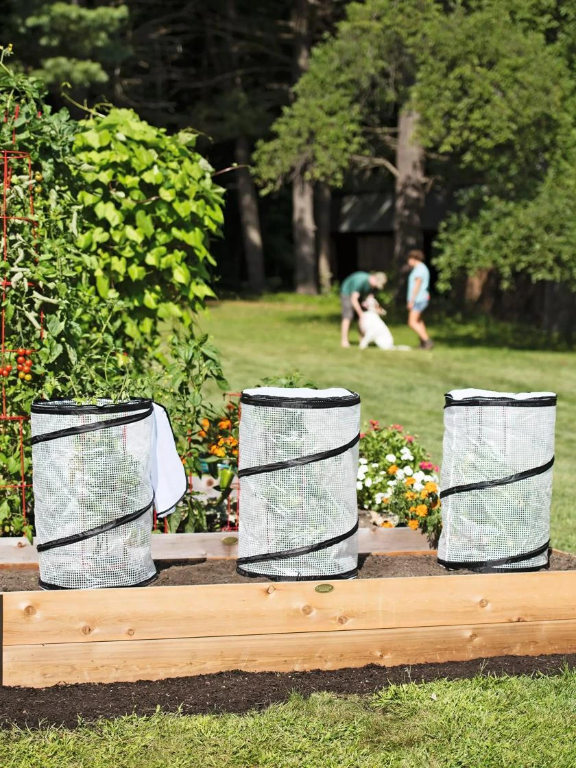 Pop-Up Tomato Accelerator - Image 5