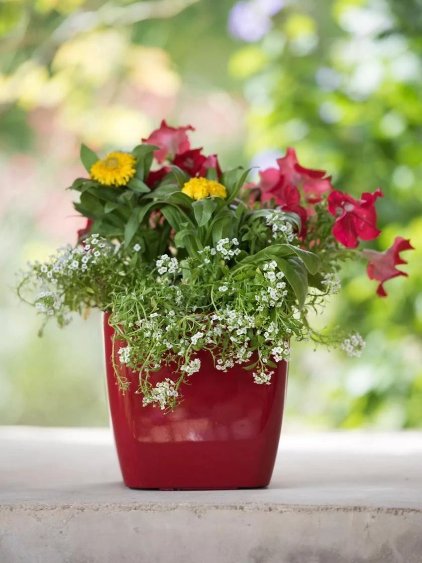 Viva Square Self-Watering Planter, 7" Diameter - Image 5