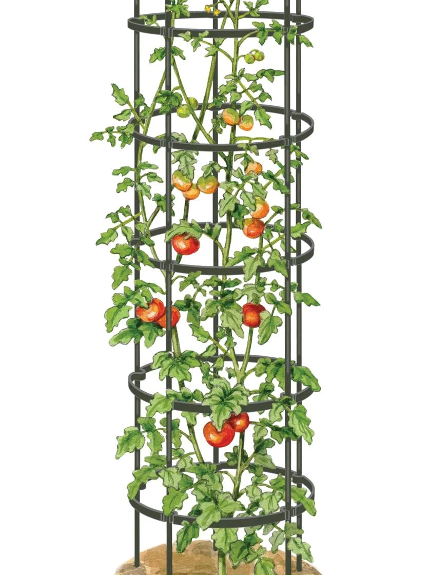Titan Tall Tomato Cages, Set Of 3 - Image 5