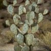 Desert Steel Prickly Pear Cactus Sculpture, Grande