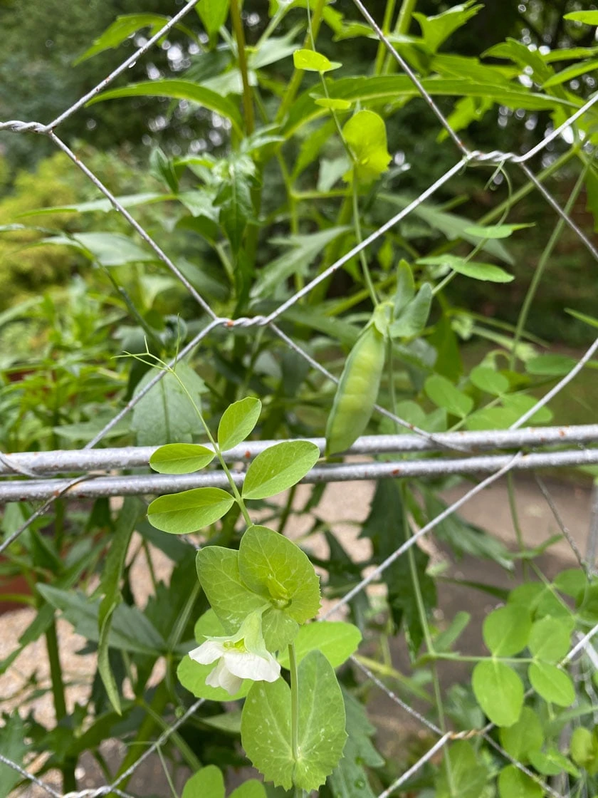 Chicken Wire Pea Trellis - Image 6