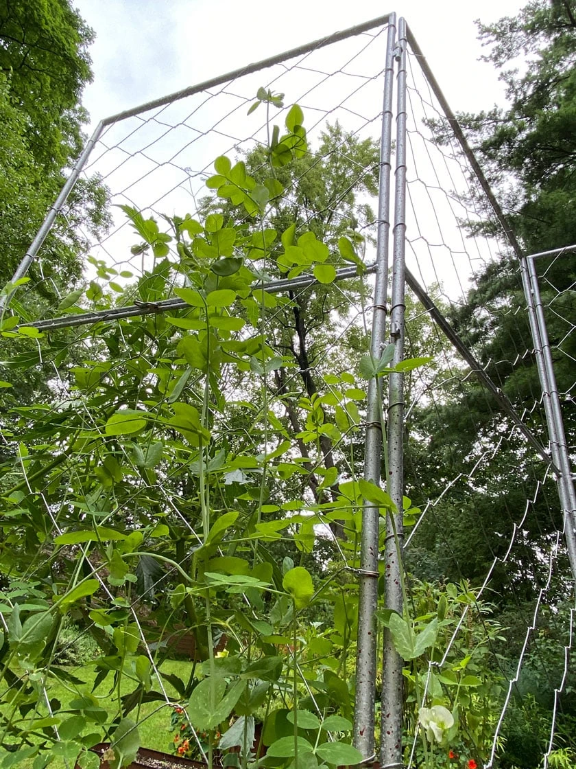 Chicken Wire Pea Trellis - Image 4