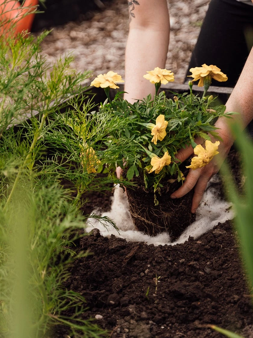 Hortiwool ®, 5 Pad Pack - Image 5